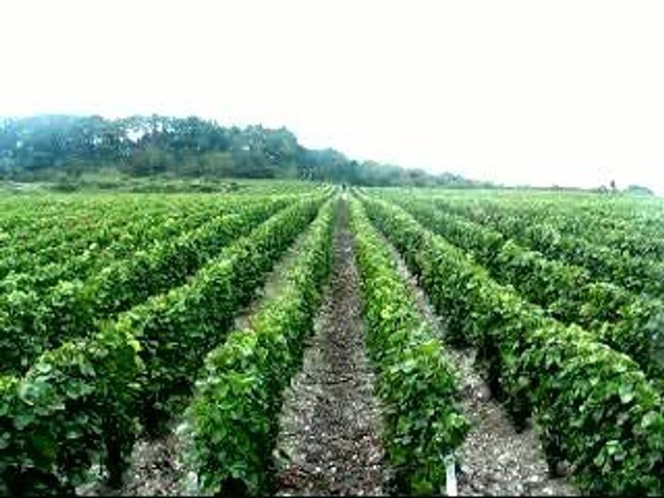 Crapahute dans les galipes