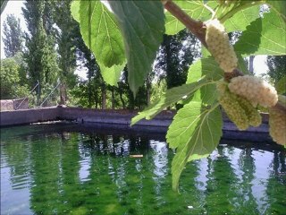 Sabahat Akkiraz - Pınara Vardım U.H