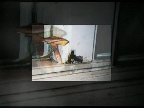 Mold Removal | Mold remediation Sacramento 916.779.3946