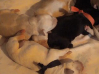 toute 1ère vidéo des chiots de Dawa