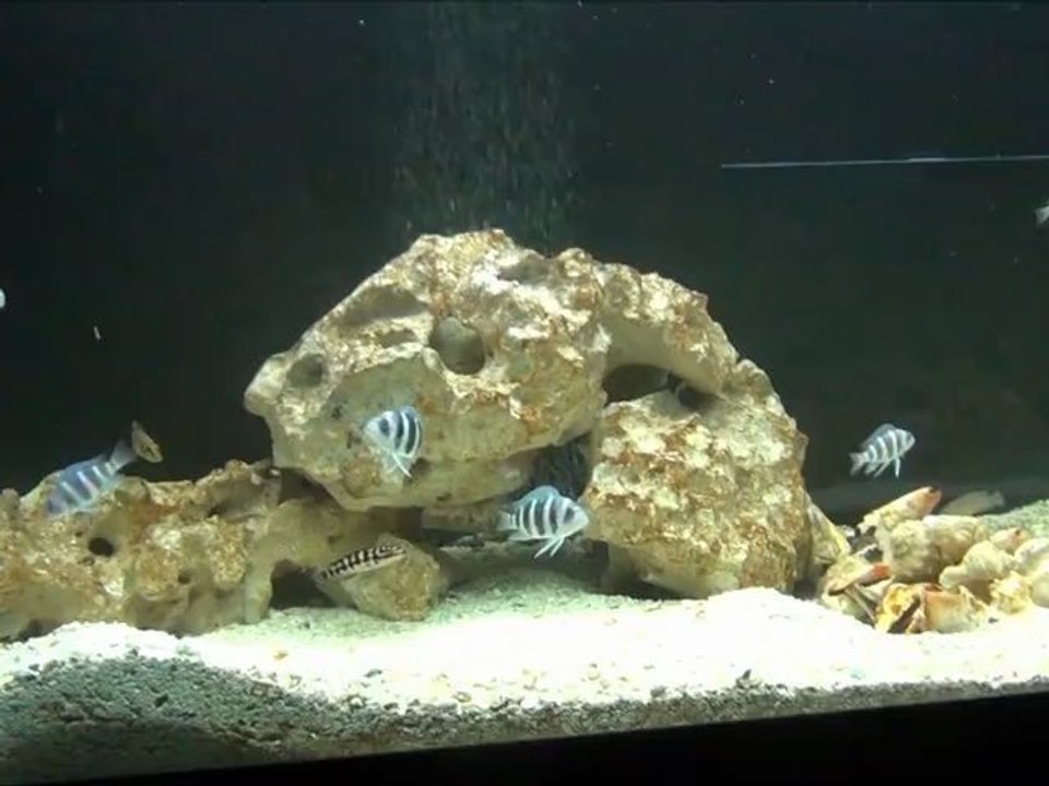 2012-04-16 - Tanganyika