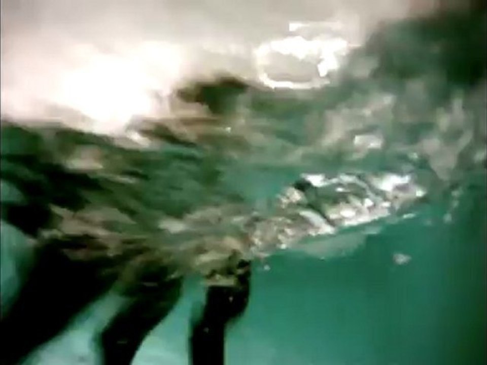 Alysse Aqua Canine