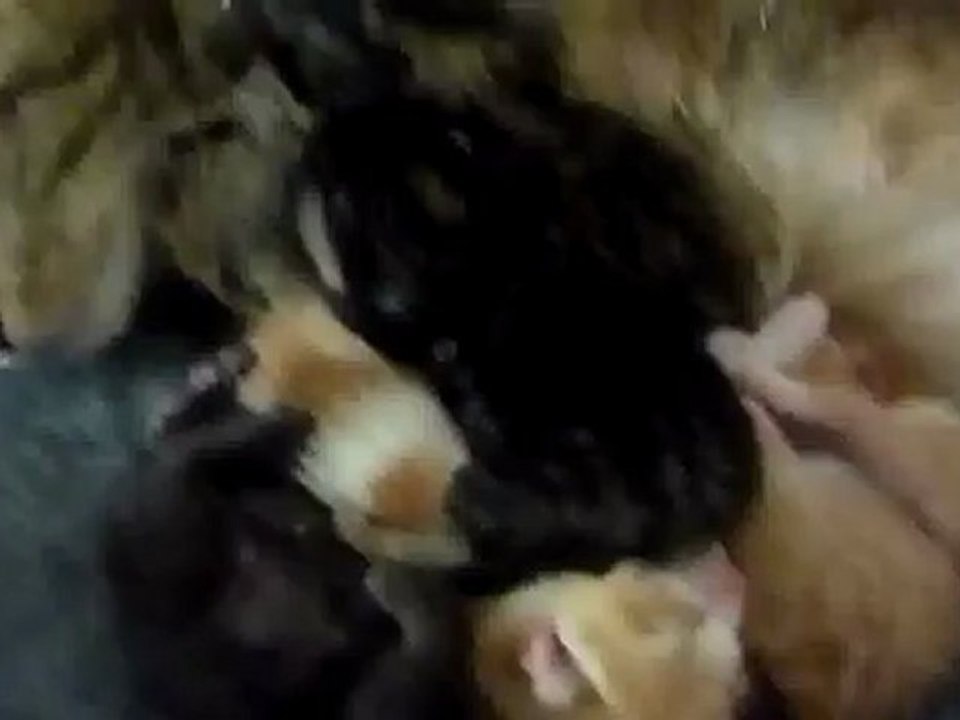 Chatons - Moments de douceur