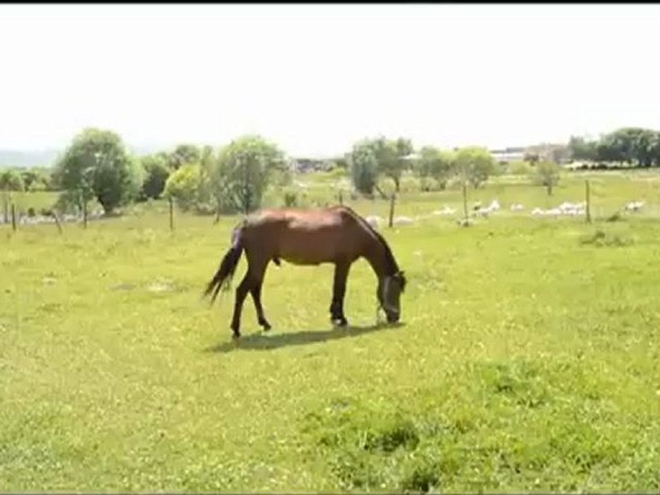 AŞIK ŞENLİK KASABASI