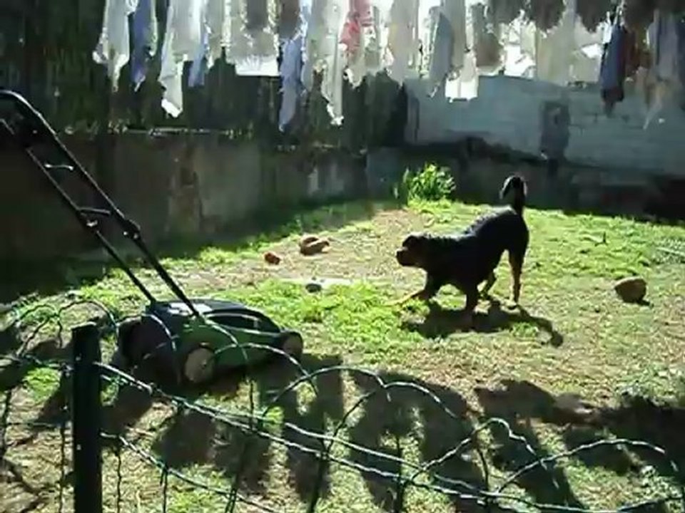 ca y est ! la tondeuse est de retour ! 001