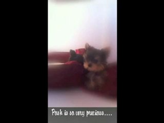 FC'S Precious Yorkies, Tiny baby doll yorkies