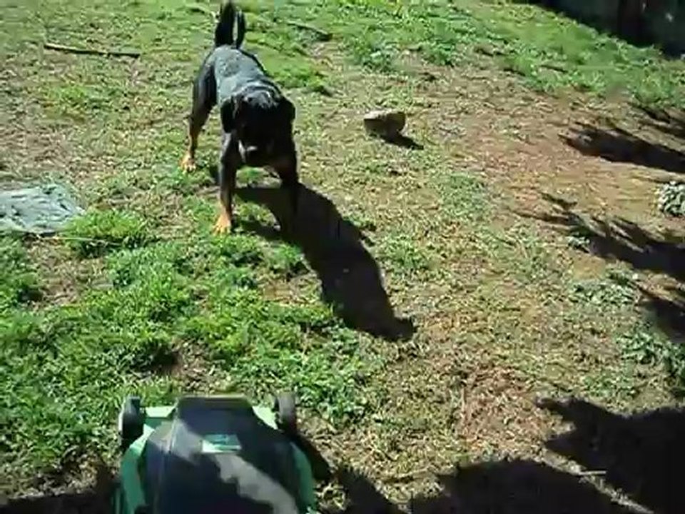 ca y est ! la tondeuse est de retour ! 002