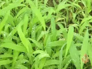 سكان جبال ظفار في سلطنة عُمان يصطادون الضباب