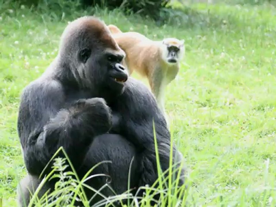 Beauval
