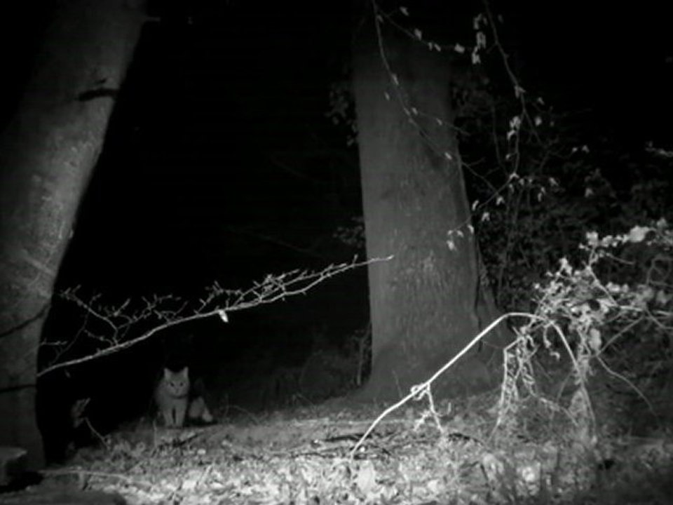 Chat perché