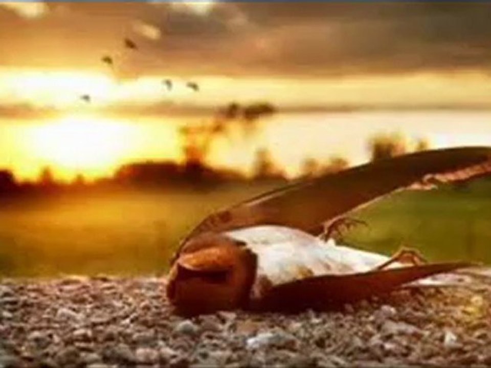 yusuf harputlu (vurdular beni)