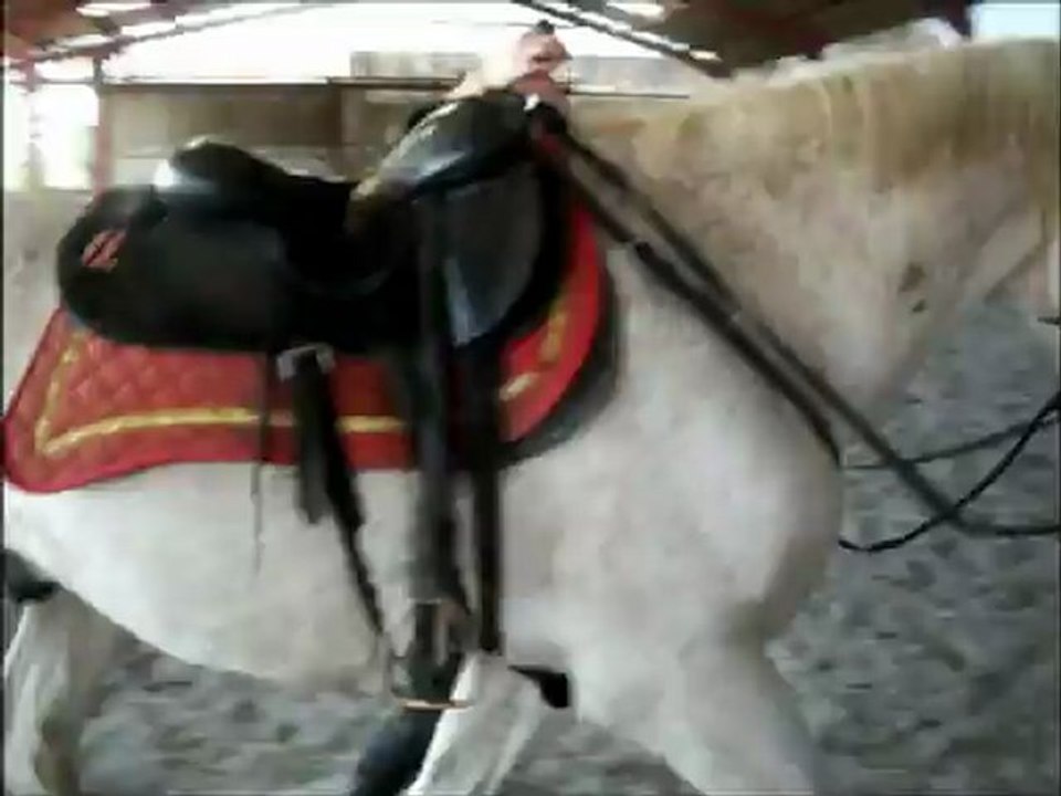 Voltige cosaque stage