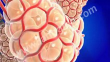 Respiratory System and Circulatory System 3d animation