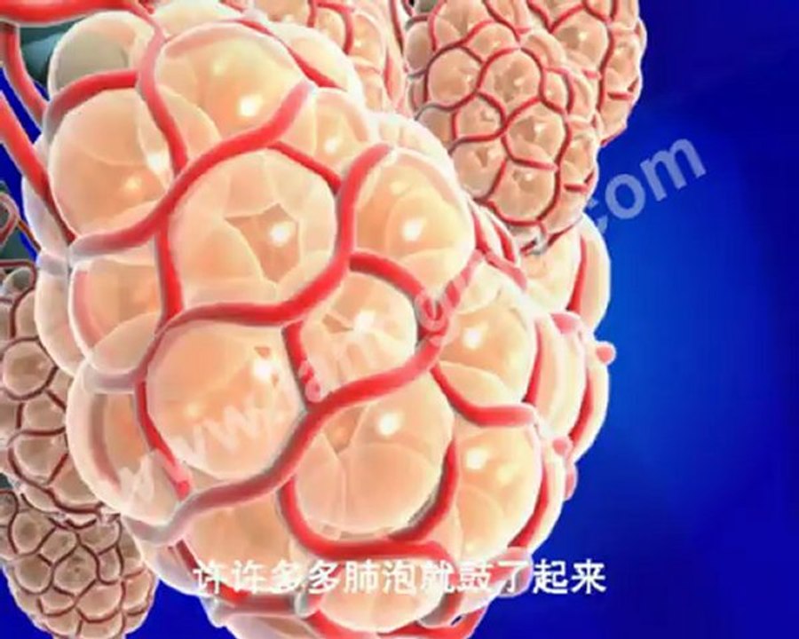 Respiratory System and Circulatory System 3d animation