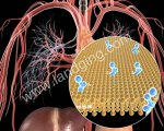 Circulatory System Animation: Cardiology