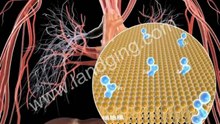 Circulatory System Animation: Cardiology