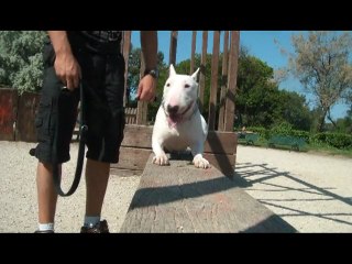 EDUCATION CANINE AUBAGNE SYM DOG