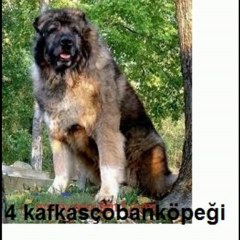 dünyanın en güçlü 10 köpeği