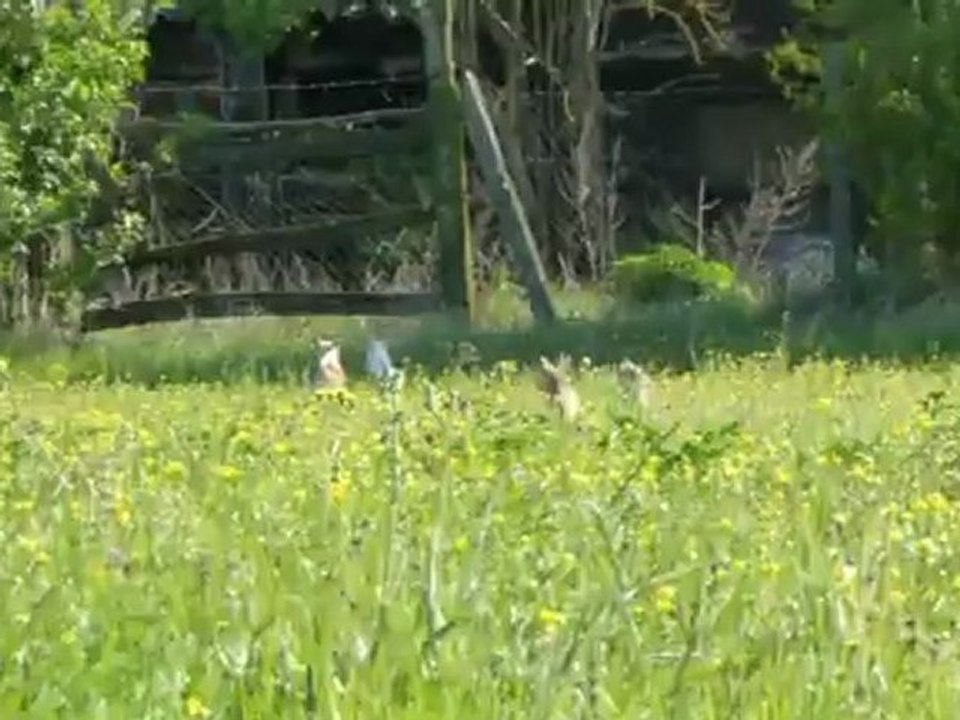 ELEVAGE DES PETITS AZTEQUES