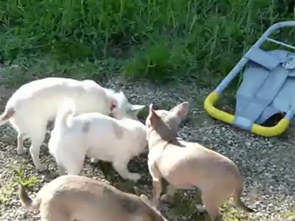 ELEVAGE DES PETITS AZTEQUES