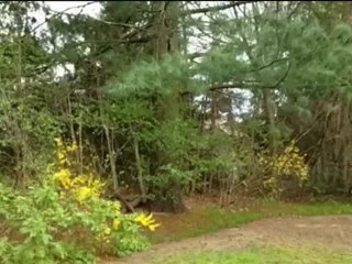 West Oakville, 79' x 146' R02 Treed Lot