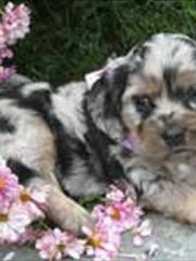 dog breeders Quebec go to see the O'ranch today.