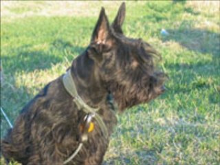 Puppies for sale canada visit the O'ranch today.