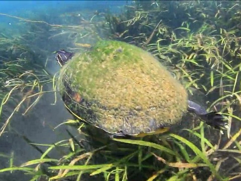 A few seconds snorkeling the Rainbow River (Dunnellon, Florida, USA)