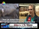 Türkiye'nin ilk kopya koyunu öldü - 17 nisan 2012