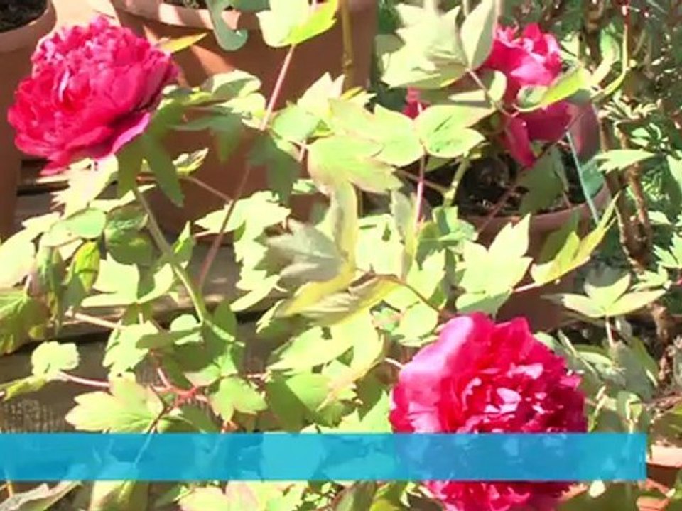 Opal'TV - Le JT - Edition du mardi 17 avril 2012