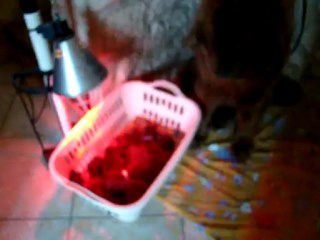 chiots Funny élevage de VALOYAN TERRE NEUVE MARRON BRONZE 18/04/2012