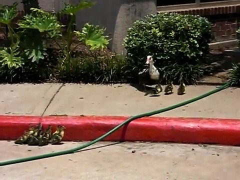 Bébés canards ont besoin d'aide