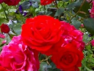 Sertab Erener - Darıldın mı Gülüm Bana