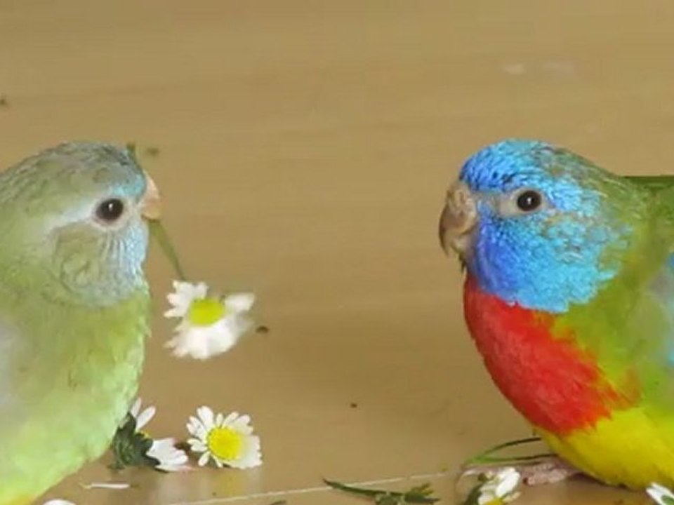 Sittiche essen Gänseblümchen