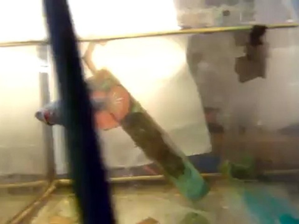 [betta]male pk lavender VS femelle hm metallique