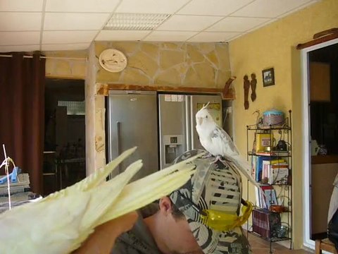 Jules la calopsitte dit Titi Julo