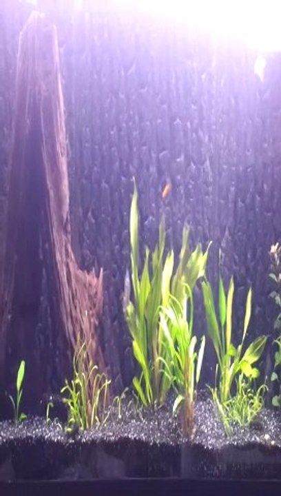 piranha