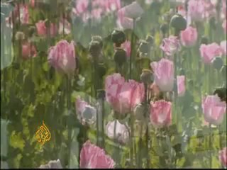 US 'war on drugs' in Iraq - 11 Aug 08