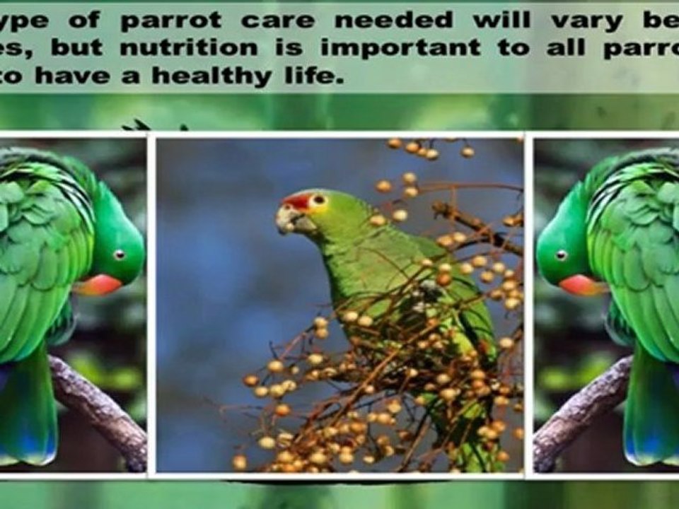 Parrot Care