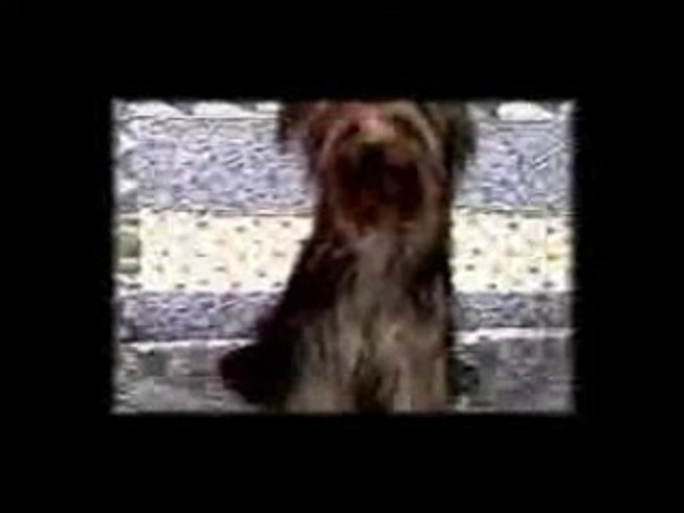 Explosion Canine