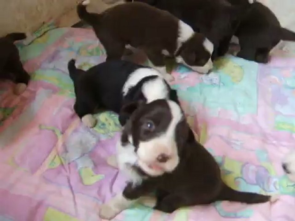 vidéo chiots 18.04.12