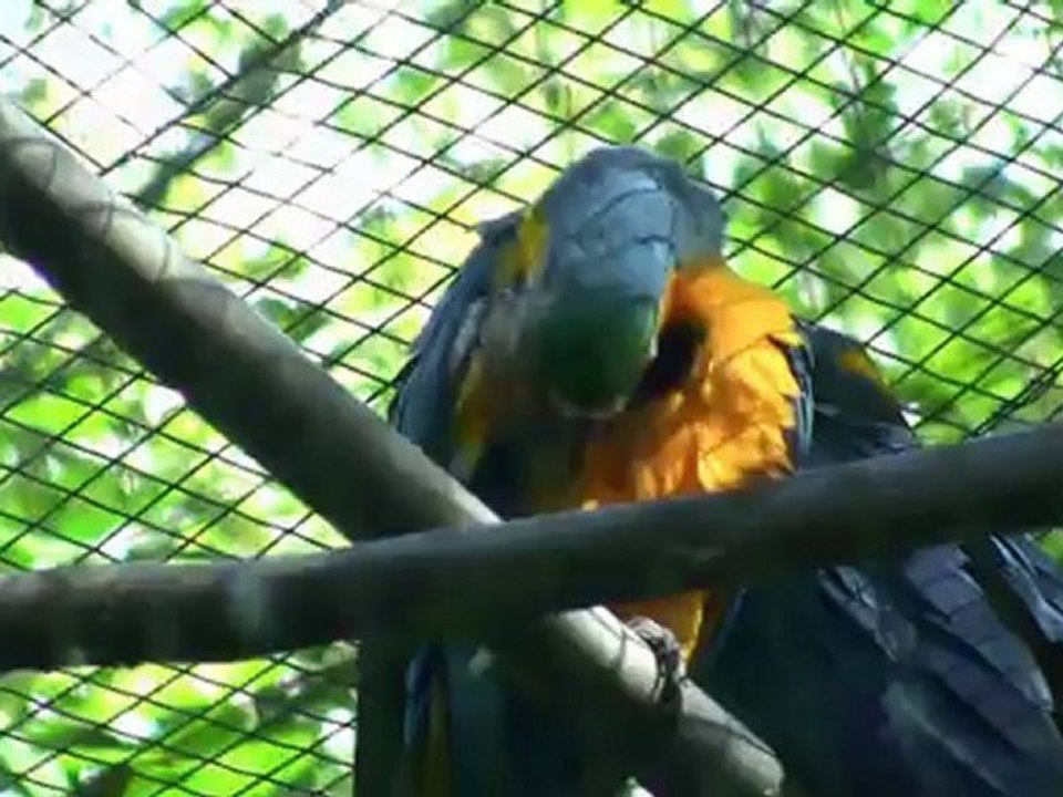 visite de l'Amazonico