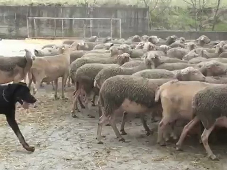 Gaspard chien de berger "type" beauceron