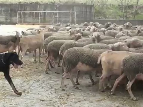 Gaspard chien de berger type beauceron
