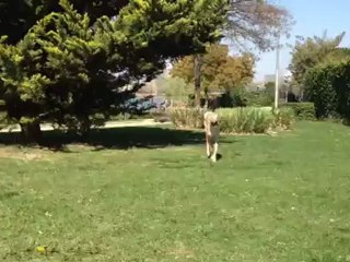 LUIS [ClicAnimaux.com] Clic Animaux