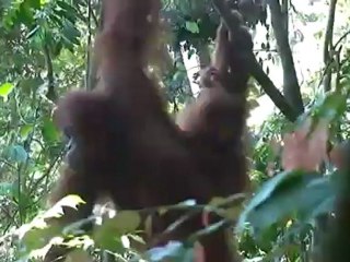 Cerco a los orangutanes en la isla indonesia de Sumatra