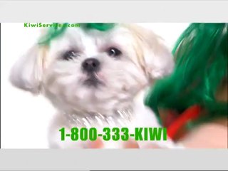 Kiwi Services Carpet Cleaning Cha-Cha