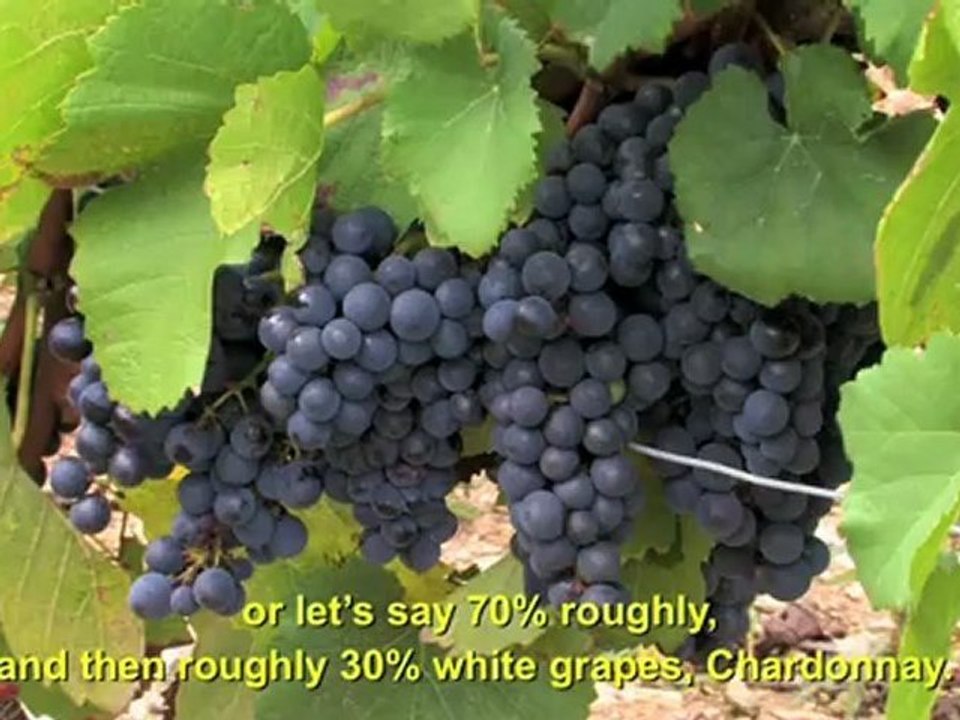 Picking the grapes