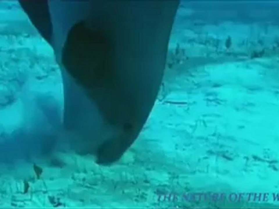 dolphins   Erkan TORUN