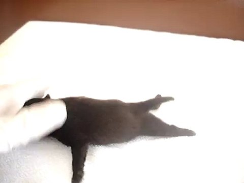 Chiot mâle n2 Elevage Hold up (né le 14/04/2012)